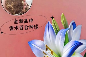 如何养护百合插花（香水百合插花的养护方法）