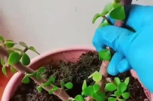 《花金枝玉叶的养殖方法及技巧》（打造美丽花园，从养殖花金枝玉叶开始）