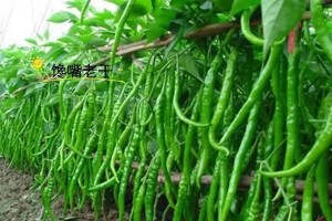 芹菜有机种植方法（打哪些有机农药可以让芹菜更健康？）