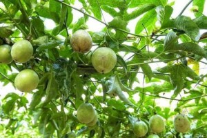 百香果种植的最佳时间（适合种植的月份及栽培要点）
