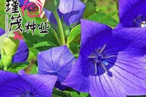 洋桔梗——多年生草本植物的生长之谜（揭秘洋桔梗多年生的神奇之处）