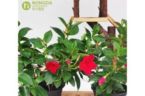 红蝉花开花后的修剪方法（美化花园，让红蝉花更健康）