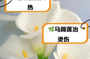 探秘马蹄莲叶的神奇功效（发现马蹄莲叶的保健妙用）