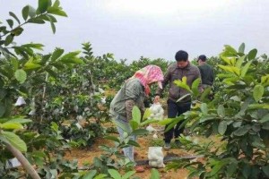 番石榴的果期养护与管理（多久结果？如何养护？）