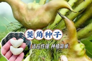 盆栽菱角的种植方法（简单易行的菱角种植技巧）
