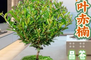 探究赤楠老桩养殖方法与养护事项（基于高效生产力的实践经验）