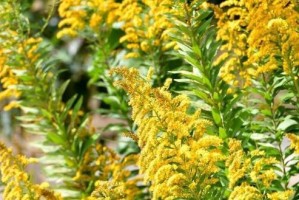 霸王花的样子和特点（探秘霸王花的美丽与魅力）