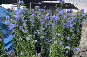 铁线蕨——一种生长在石缝间的古老植物