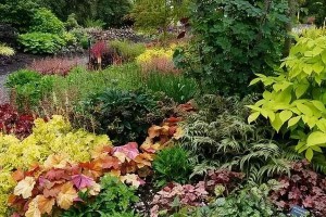 矾根可否地栽？——解析矾根的生长环境和种植技巧（矾根地栽前必须了解的关键信息与方法）