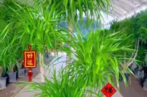 龙须树掉叶子了怎么办？（保持龙须树的健康与美观，有效解决叶子掉落问题）