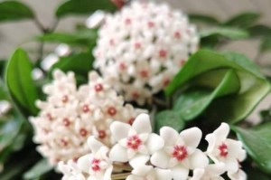 球兰的养护指南（阳光、水分与温度的平衡）