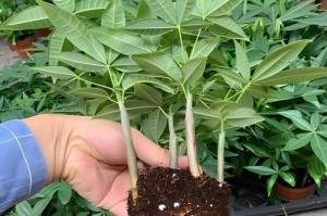 如何种植发财树？（适合什么土种植，要注意什么？）