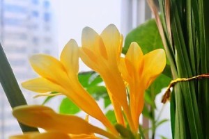 如何成功种植香雪兰？（从选购到养护，教你一步步培育繁盛的香雪兰。）