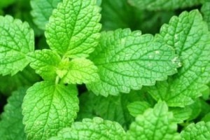 揭秘薄荷的植物类型及其特点（从叶子到根茎，探索薄荷的奥秘）