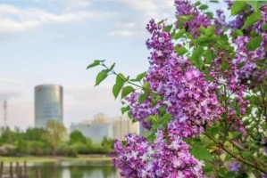 解锁哈尔滨市花之谜（揭秘哈尔滨市花的历史和文化）