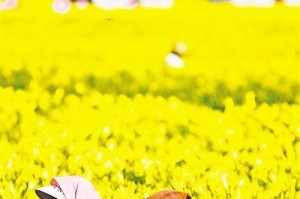 黄花菜开花季节是什么时候？（探究黄花菜生长的时间和条件）