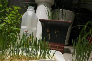猫草水培养殖方法（简单易行的家庭种植，给你的宠物更好的口感）