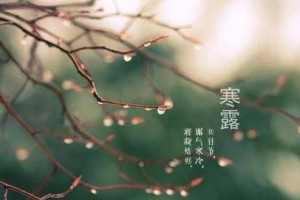 吸毒草冬天会冻死吗？（探究吸毒草的生存能力与适应性）