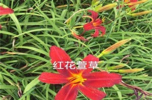 探究红花的生长周期（从种子到开花，探寻红花的成长之路）