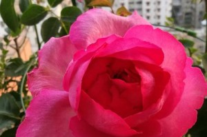 品鉴伊芙风情月季的优缺点（全面了解伊芙风情月季，让你选购更得心应手）