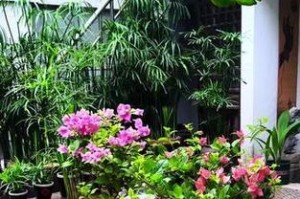 冬季水竹养护秘籍（保暖防寒健康成长）