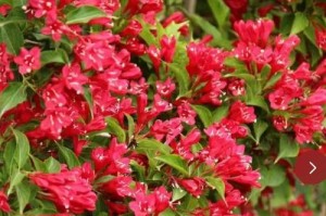 北方冬季花卉大观（探秘北方冬季美丽的花卉，融入冬日的温暖色彩）