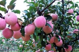 家里种苹果树的好处（了解家里种苹果树的7个好处）
