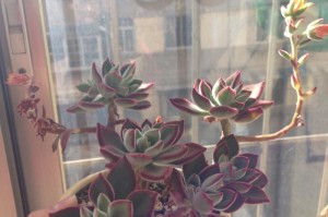 培养锦晃星变红的秘诀（如何让锦晃星焕发绚丽的红色魅力）