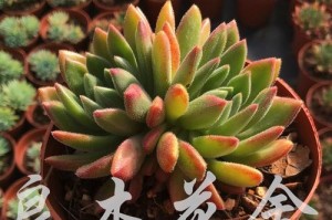 多肉群生的品种推荐（探索多肉植物的群生之美）