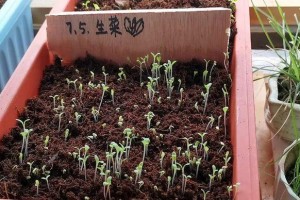 如何种植秋葵？（种子播种多久才能发芽？）