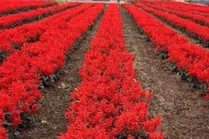 一串红种子的种植方法（如何让一串红在家里开花？种植方法、注意事项、细节解析）