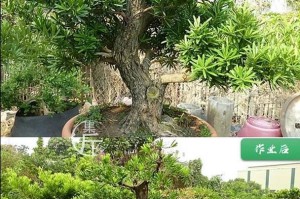 一、选择合适的扦插时间