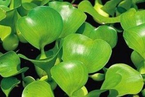 室内养护凤眼蓝有毒吗？——真相大揭秘（了解凤眼蓝的毒性及适宜环境，探究室内养护技巧和注意事项）