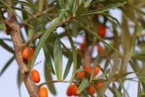 沙棘的种植条件及适宜地点（让你轻松种出高产的沙棘果）