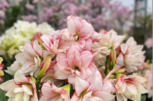 如何正确地分株百子莲（百子莲分株的时间、步骤和技巧）