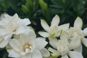 栀子花的短暂花期（探索栀子花的生长周期，找到延长花期的方法）