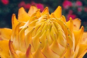 如何正确修剪以地涌金莲（掌握关键步骤，让你的花园焕发新生机）