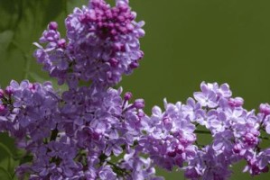 丁香花期是什么时候？（探究丁香花的开花时间及特点）