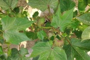 长绒棉种植条件与生长环境分析（优质棉纺织品的种植基础、）