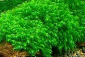 莫斯水草的快速养殖技巧（让你的水草茂盛生长，打造美丽水族箱）