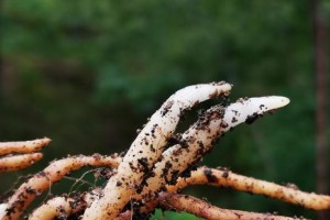 兰花烂根的救治方法（如何防止兰花烂根？如何救治兰花烂根？）