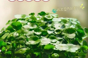 铜钱草花的管理技巧（打造盛开绚丽的铜钱草花园）