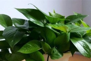多菌灵在栀子花上的使用效果（多菌灵的使用方法及注意事项）