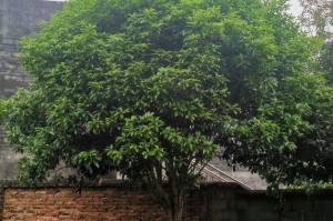 桂花树栽浅了怎么办？（探讨桂花树浅栽问题及解决方法）