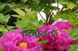 牡丹开花时间和频率