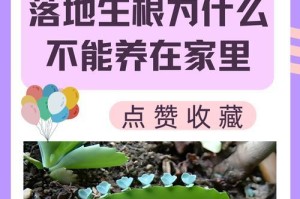 夏季落地生根的养护要点（掌握关键技巧，助你成功生根）