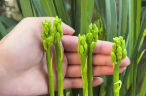 如何正确养护蝴蝶兰花（蝴蝶兰花的养殖方法及注意事项）