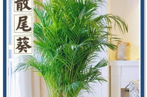 散尾葵养护攻略（培育美丽花卉的窍门）