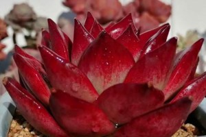 硫酸亚铁可以用于多肉植物吗？（解析硫酸亚铁对多肉植物的影响及使用方法）