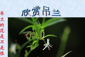 掌握吊兰移植时间和方法，让您的绿植更茂盛（吊兰移植步骤、适合移植的时间、移植过程注意事项）